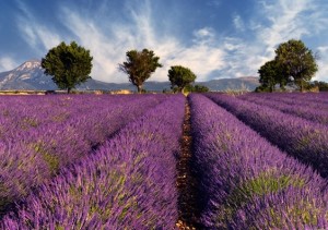 Image shows a lavender field in the region of Provence, southern France, photographed on a windy afternoon