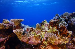 Рифы Андаманского моря