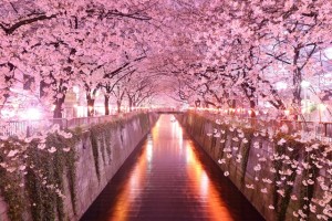 sakura_2015_fujitravelru-0