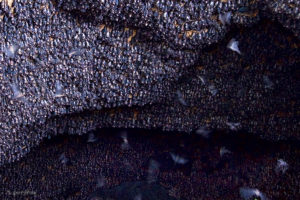 Monfort Bat Cave